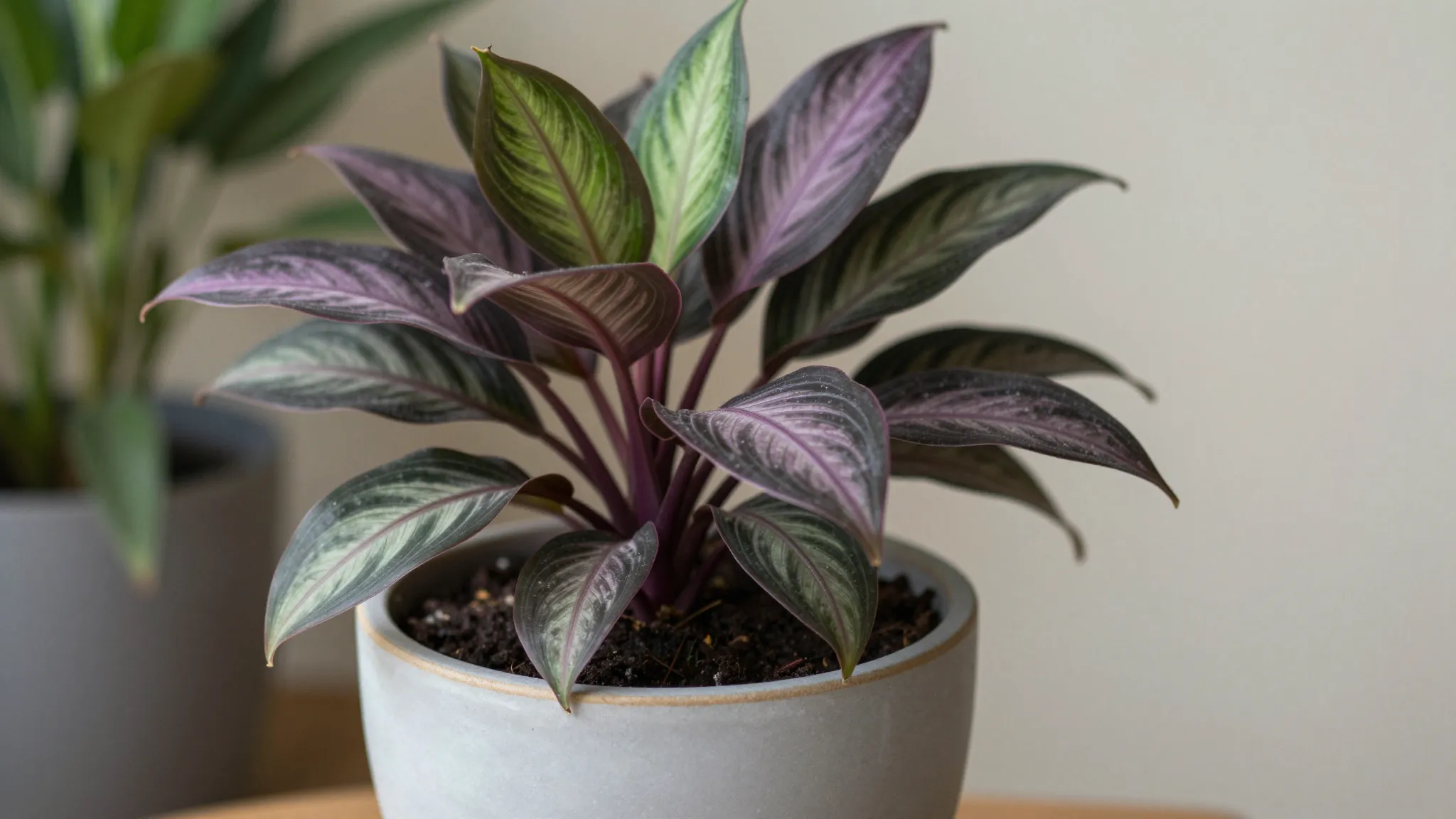 Tradescantia spathacea Rhoeo plant in a stylish ceramic pot,...