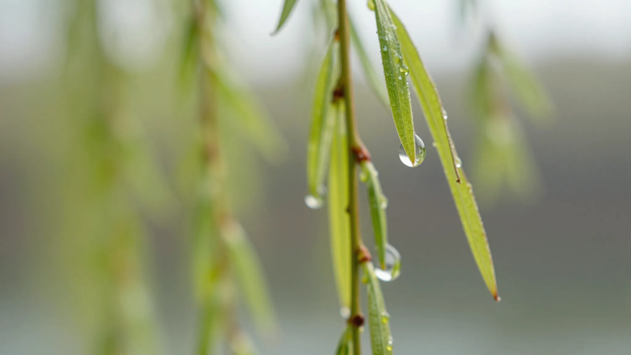 Extreme close-up of crystal clear water droplets hanging fro...