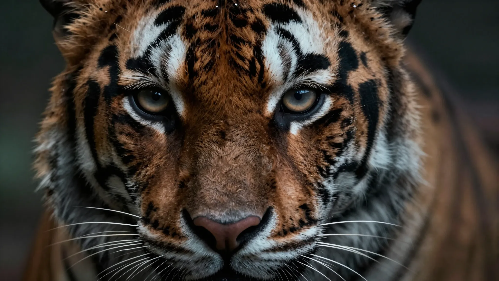 Extreme close-up portrait of a woman with intense, fierce ey...