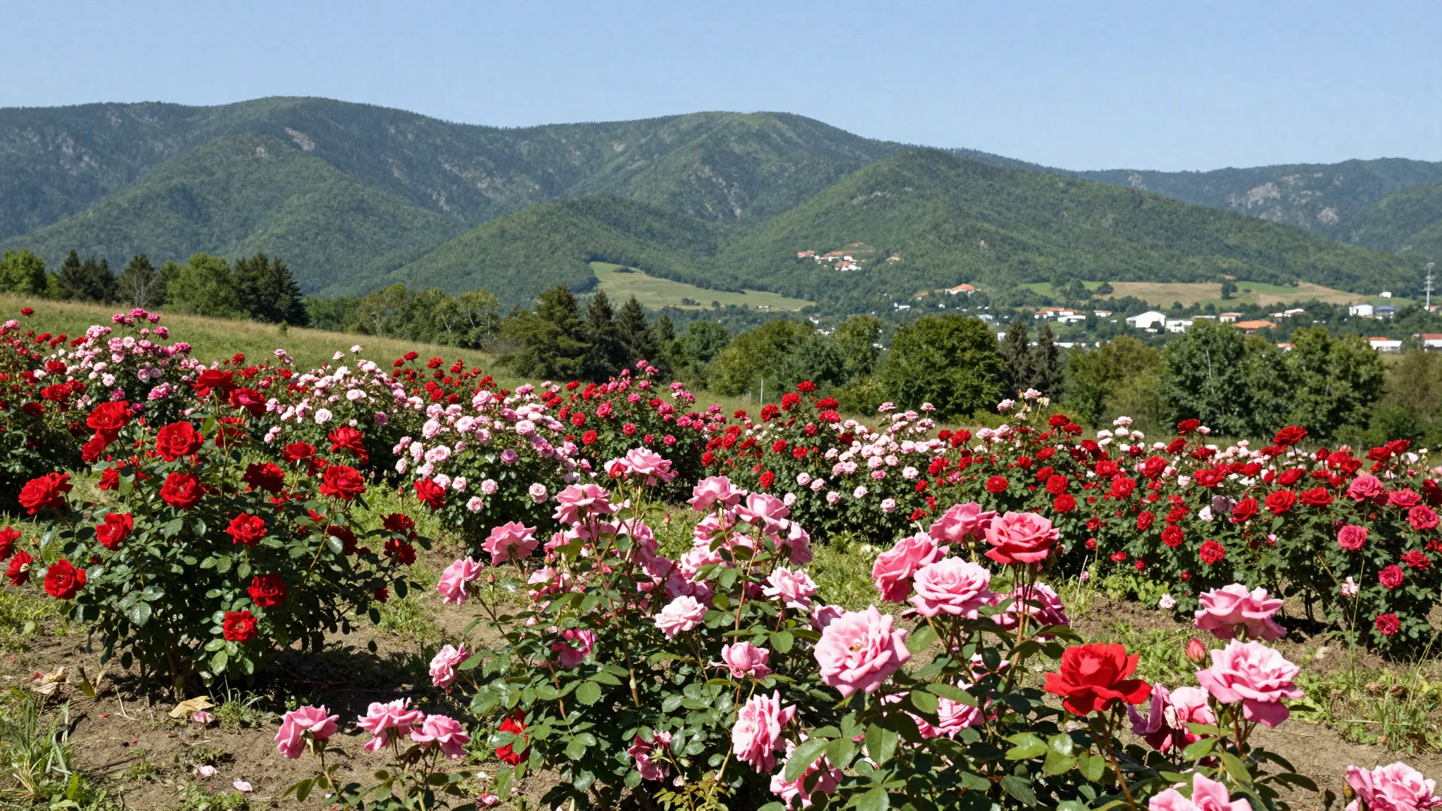 The Valley of Roses in Kislovodsk National Park, thousands o...