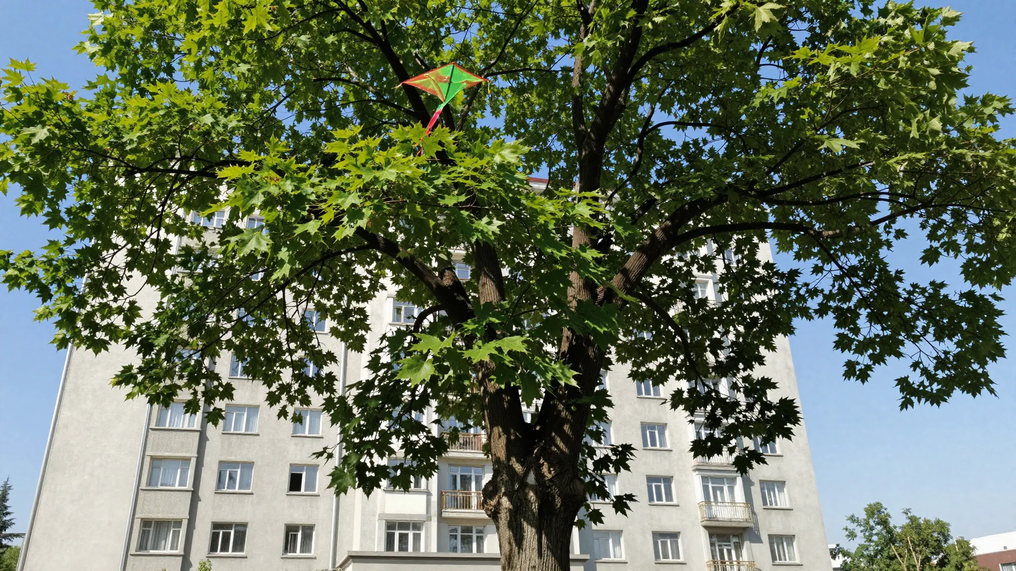 Low angle shot looking up from the roots of a massive maple ...