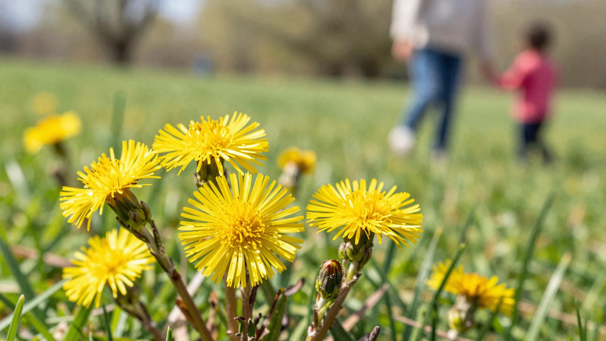Watercolor style. Close-up of bright yellow coltsfoot flower...