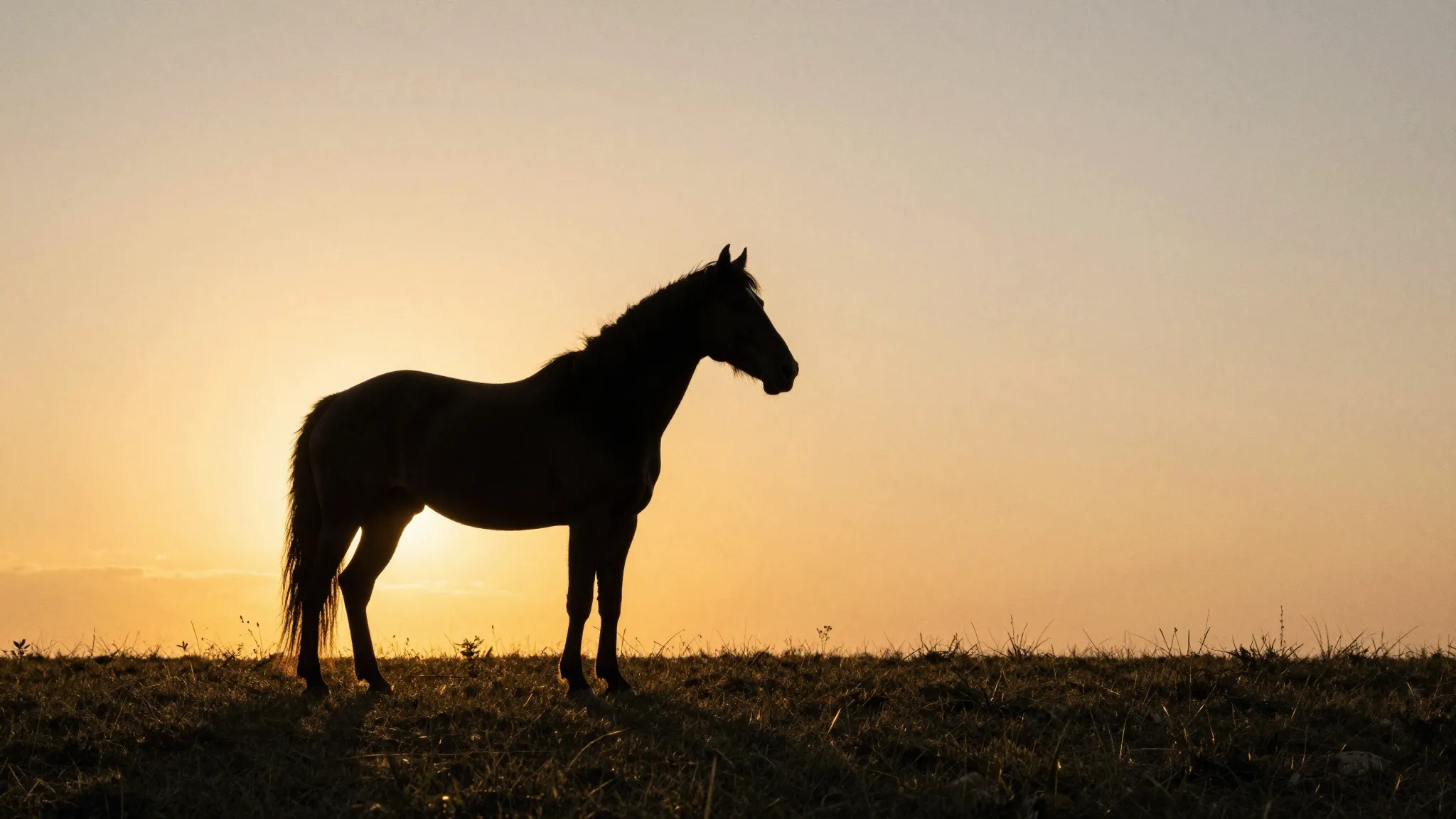 Watercolor style. Silhouette of a horse standing in a vast f...