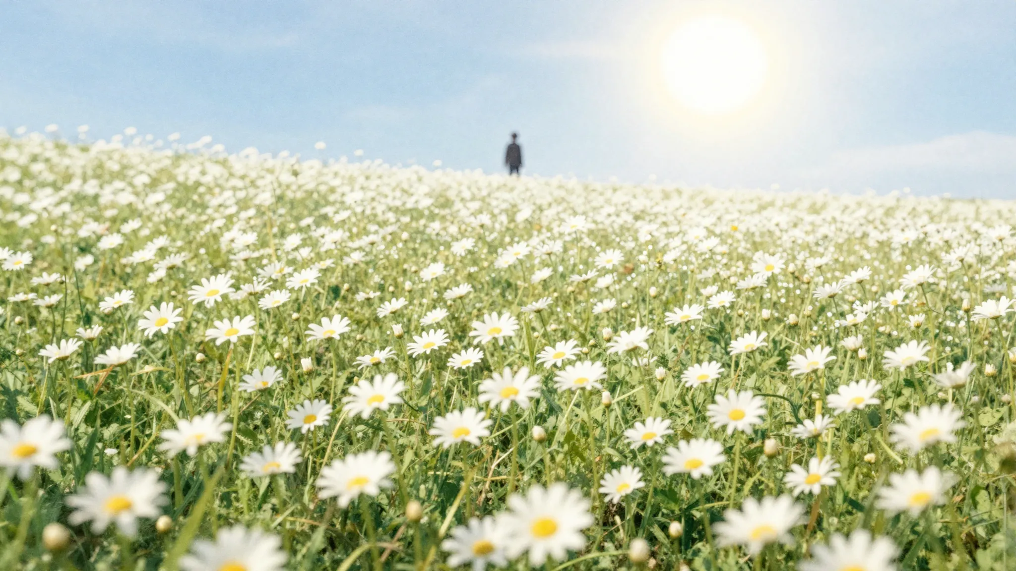 Watercolor style. A vast field of white daisies under a brig...