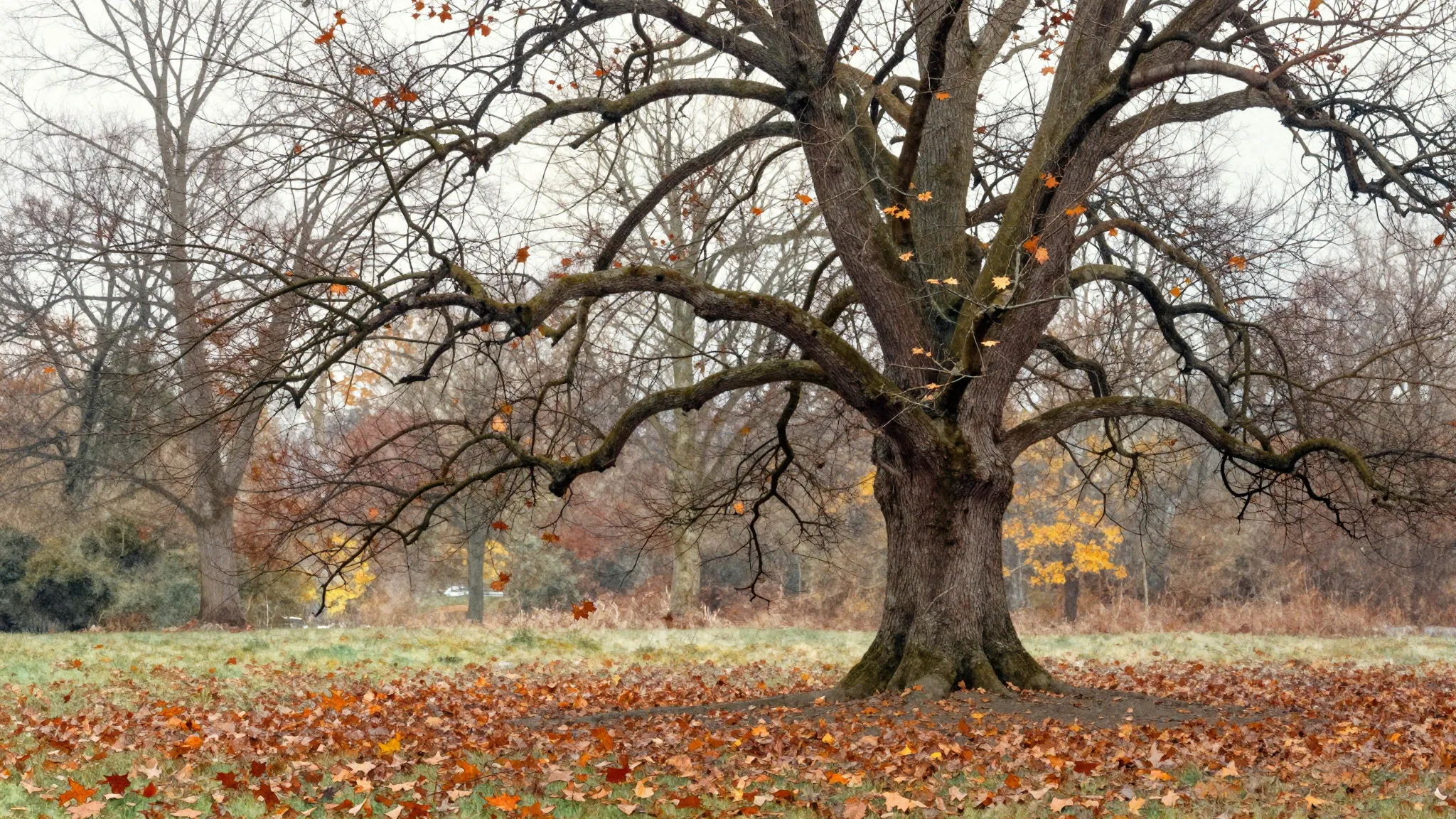Vibrant watercolor style. Classical music album cover, bare ...