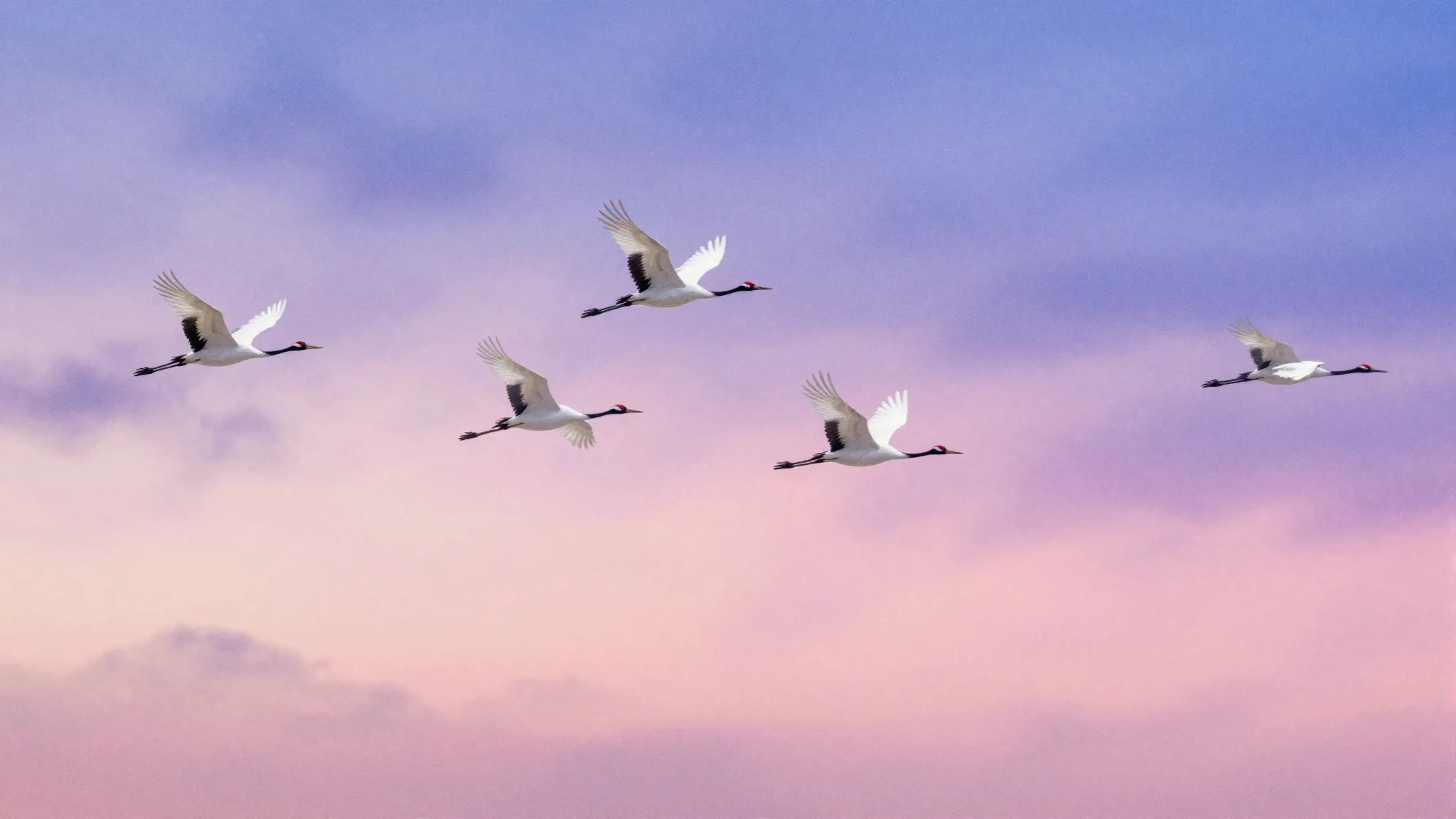 Vibrant watercolor style. Ambient album cover: white cranes ...