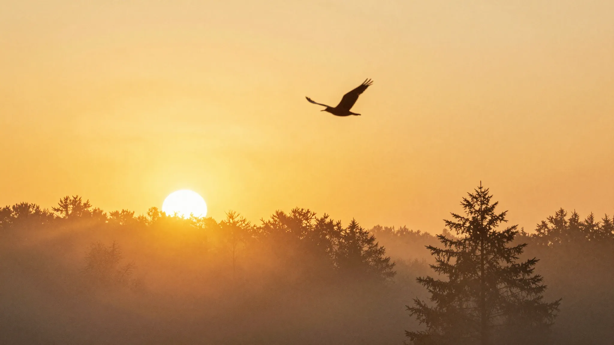 Watercolor style. Golden sunrise over a misty forest, silhou...