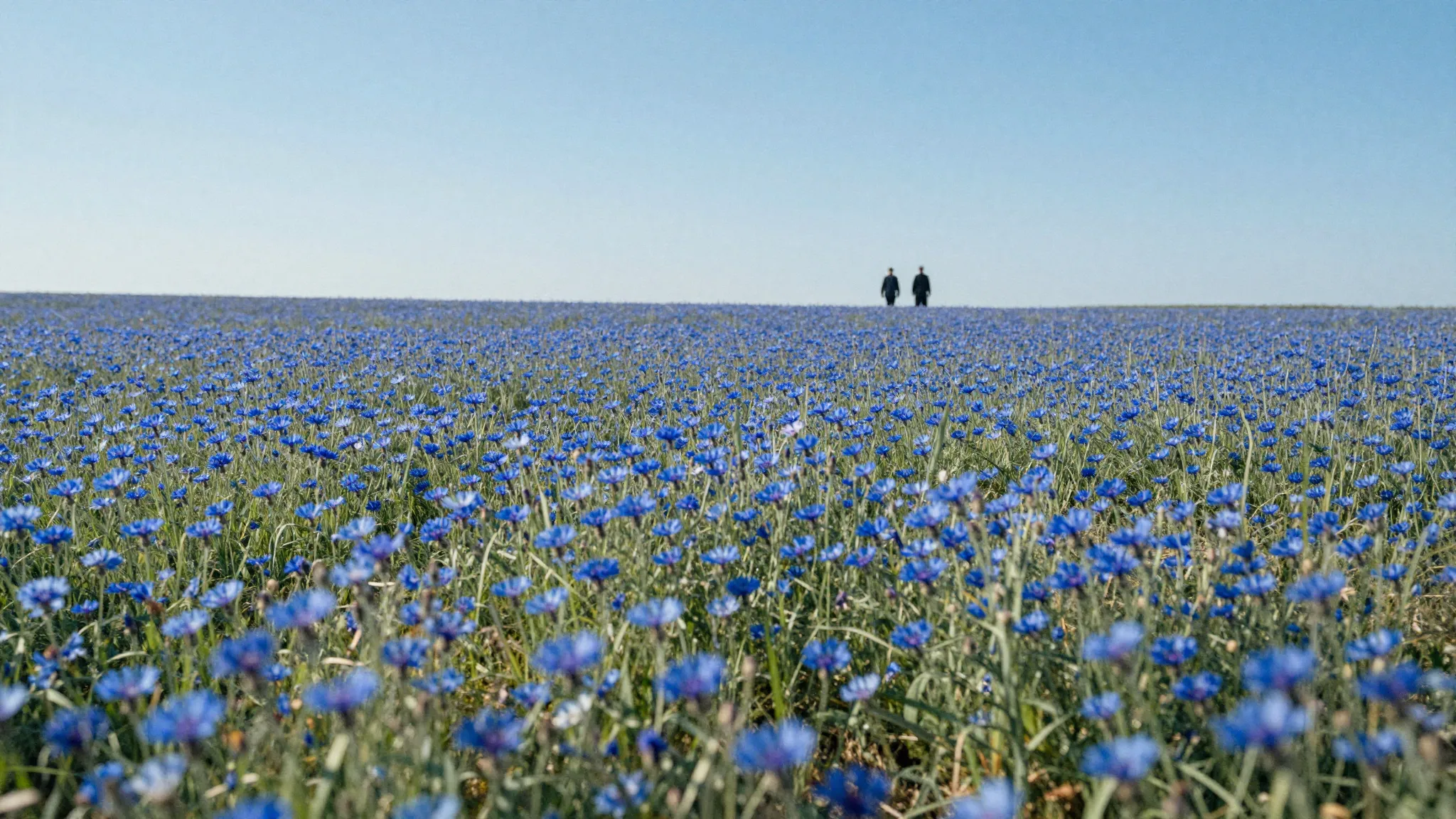 Watercolor style. A vast field of blue cornflowers under a c...