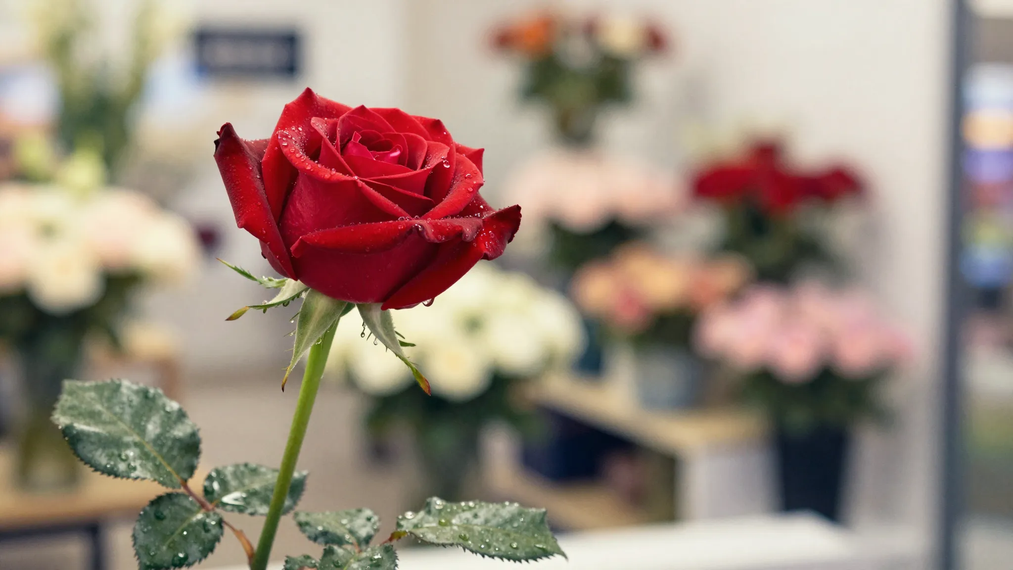Watercolor style. A single elegant red rose with a long gree...