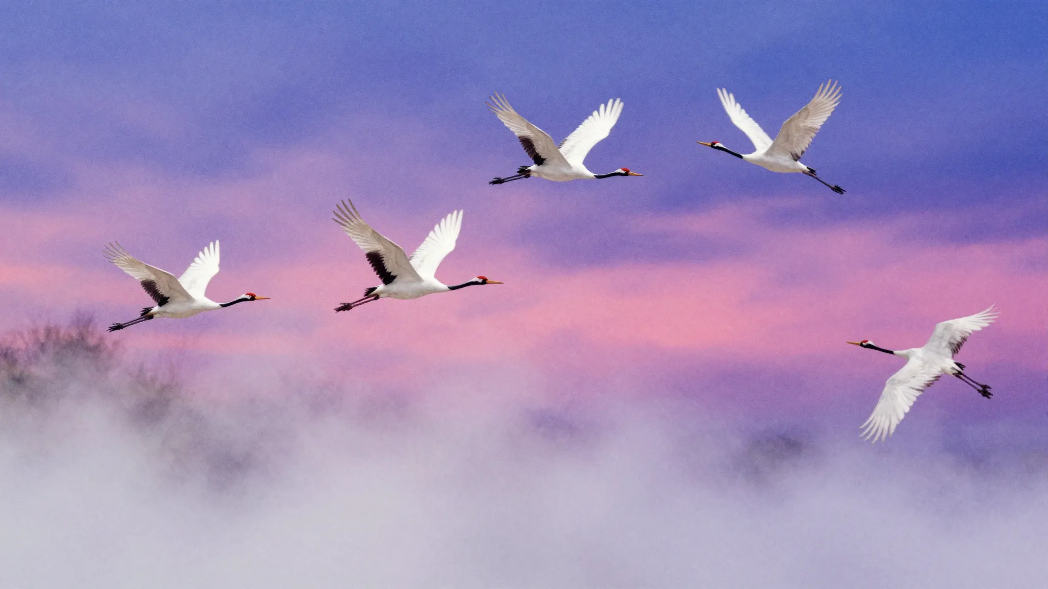 Vibrant watercolor style. Ambient album cover: white cranes ...