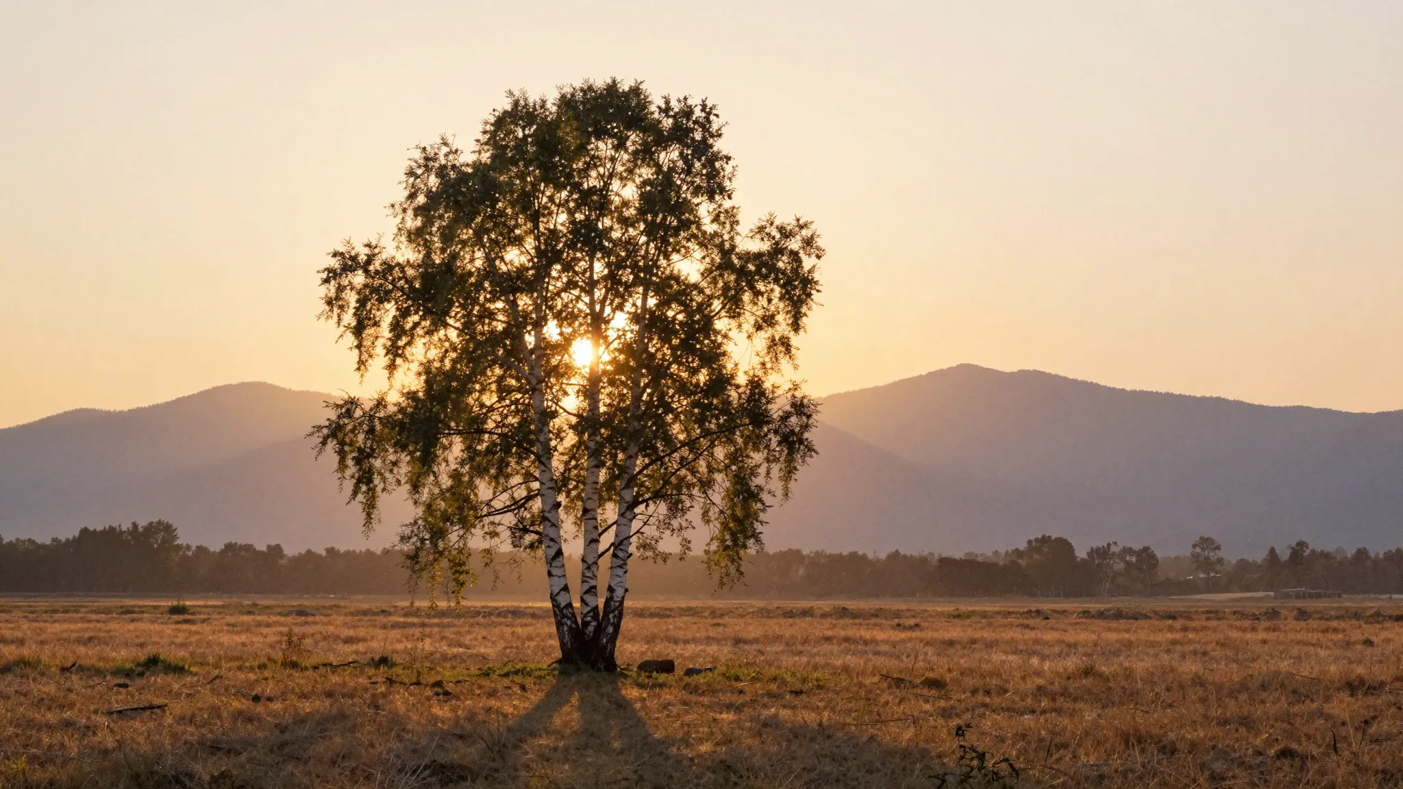 Watercolor style. Silhouette of a birch tree in a vast field...