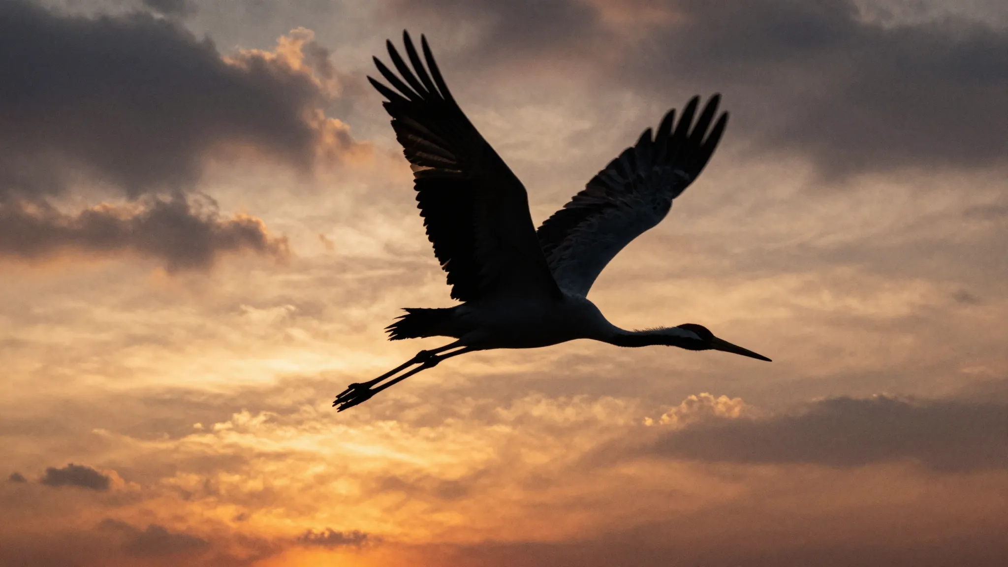 Watercolor style. A silhouette of a flying crane against a d...
