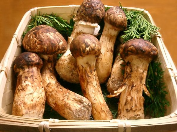5 самых дорогих продуктов в Японии