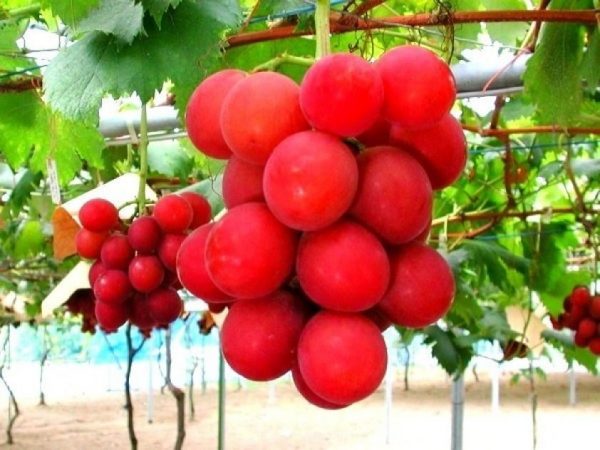 5 самых дорогих продуктов в Японии