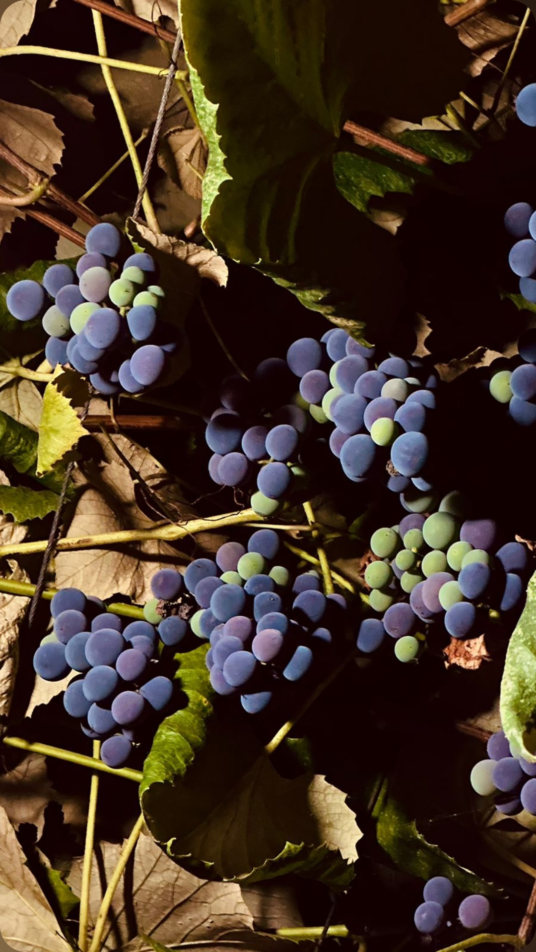 Фото House Diamond 4