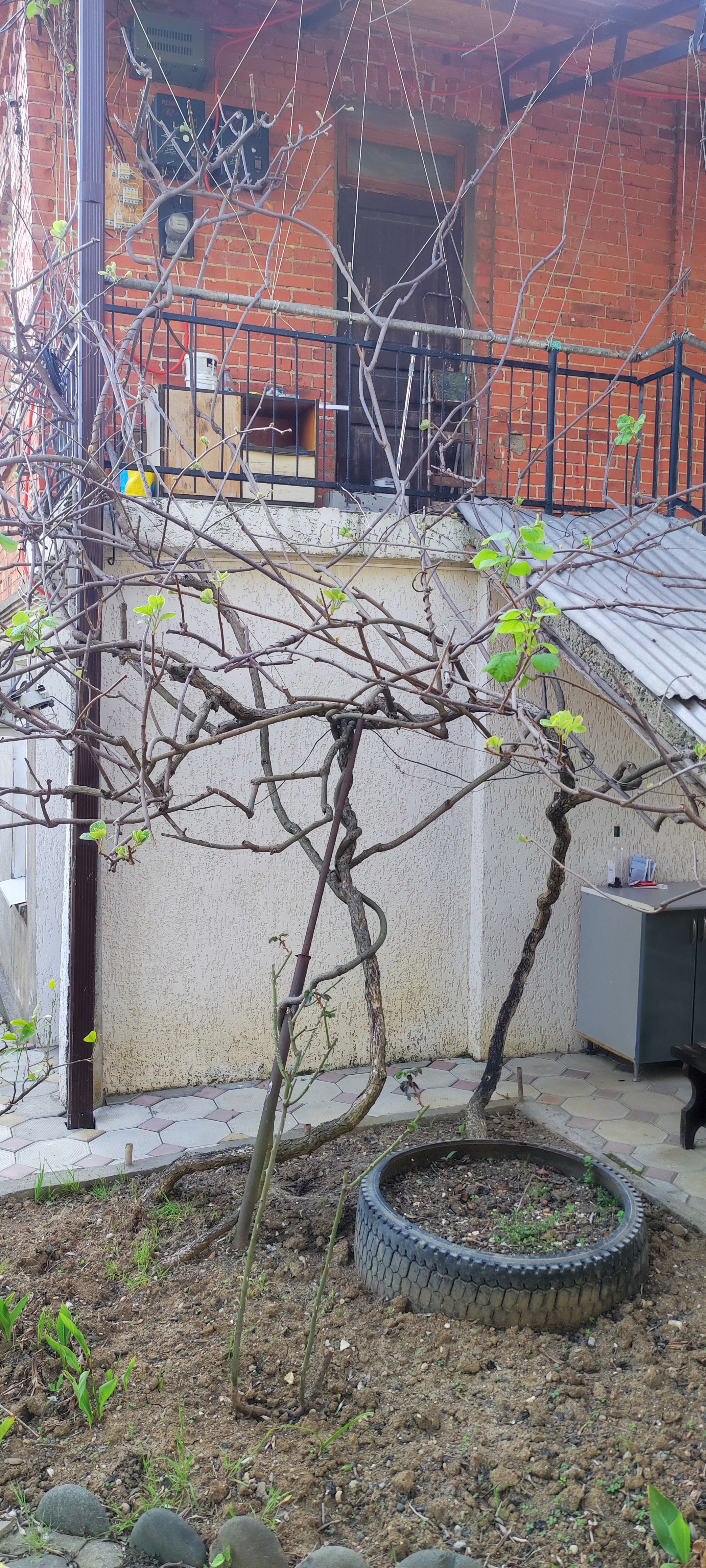 У Мирославы и Аарона, Гагра — фото 3