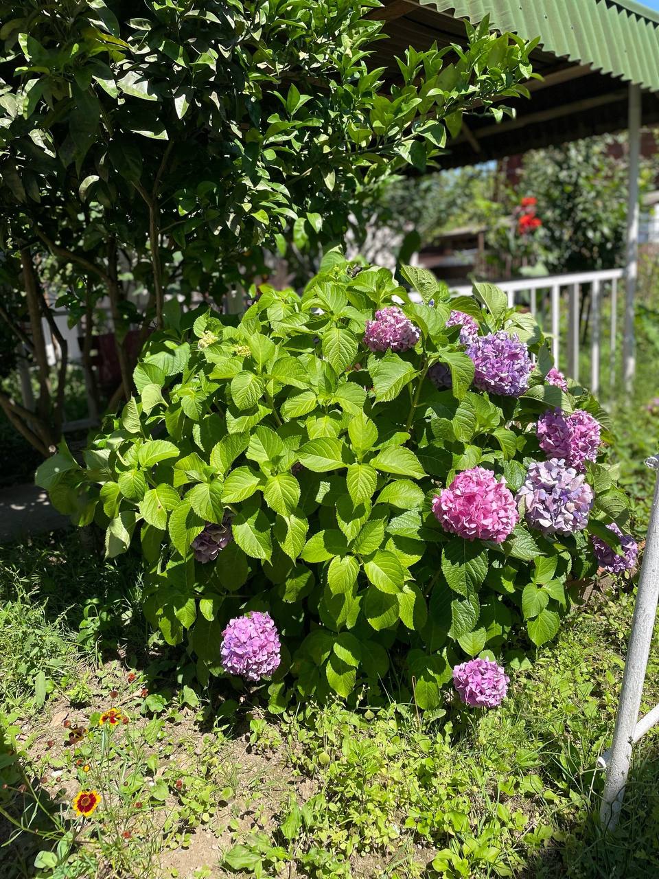 Фото Мандаринка 12