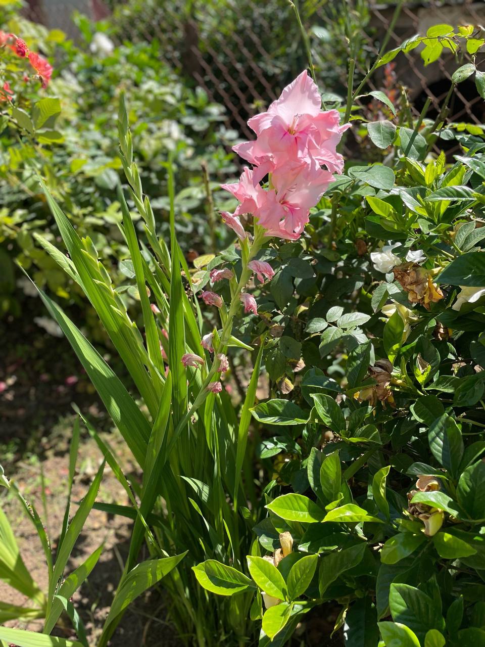 Фото Мандаринка 13