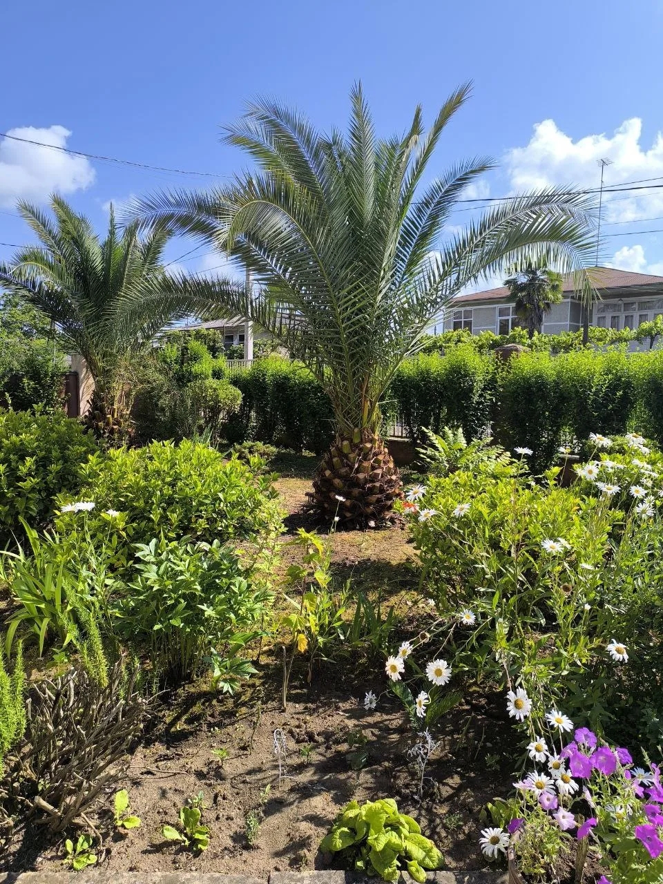 Фото Мандаринка 17