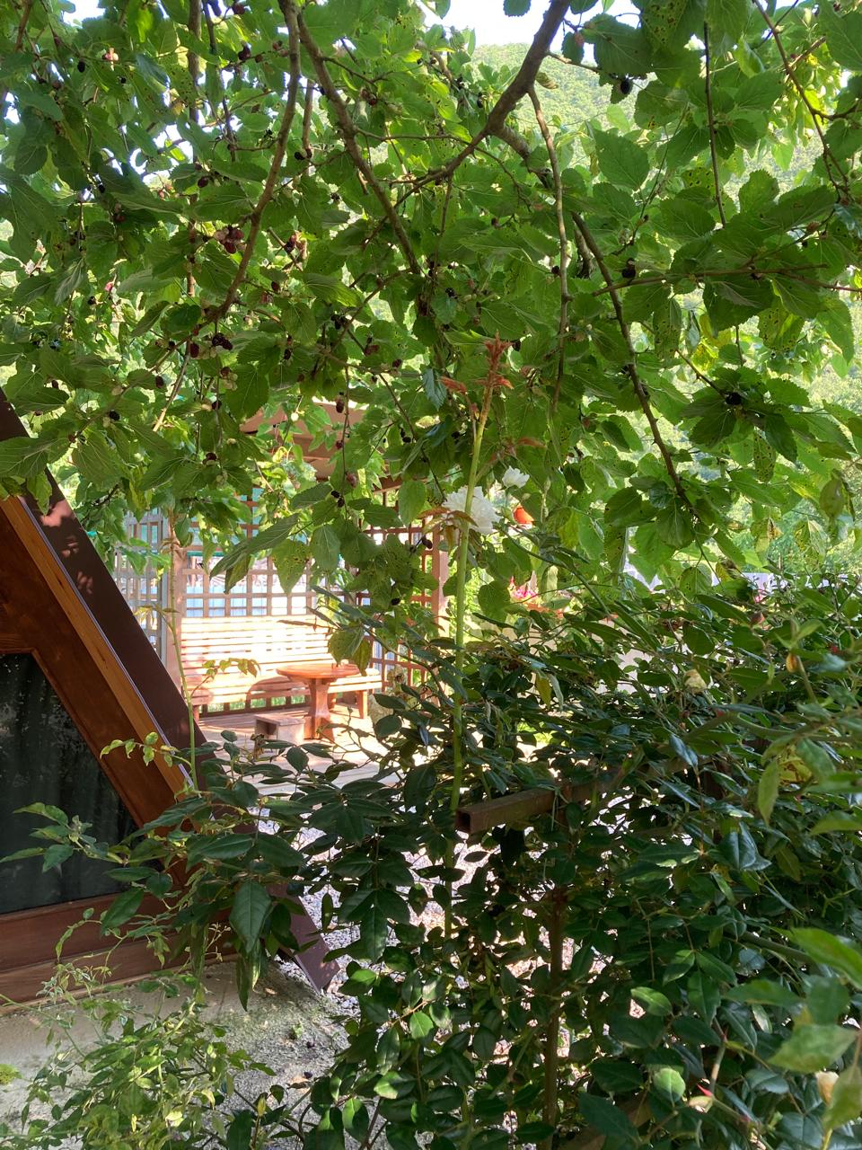 Фото ЭКО-Глэмпинг БУНГАЛО 18