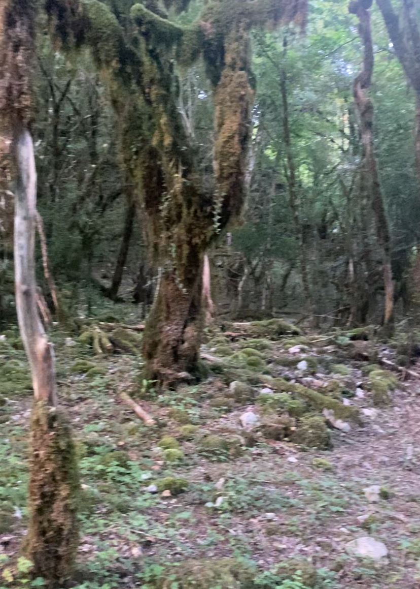 Фото ЭКО-Глэмпинг БУНГАЛО 172