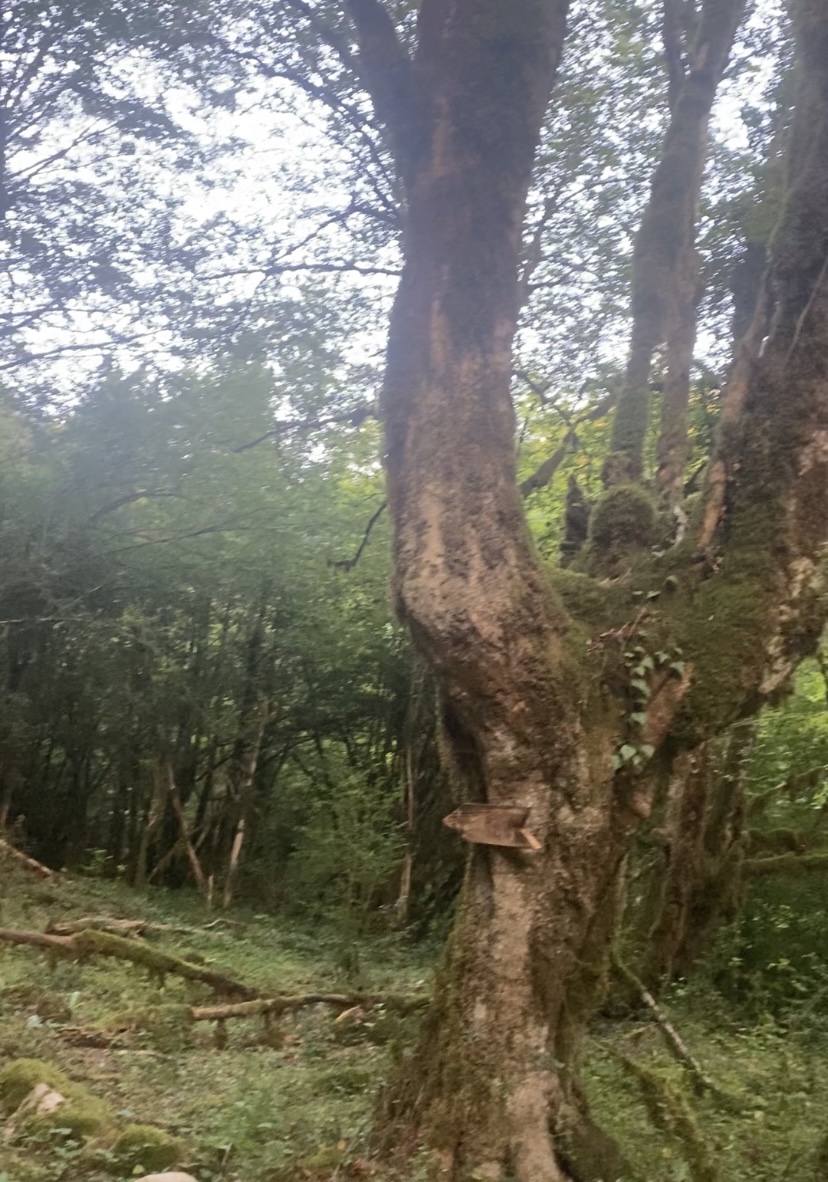 Фото ЭКО-Глэмпинг БУНГАЛО 174