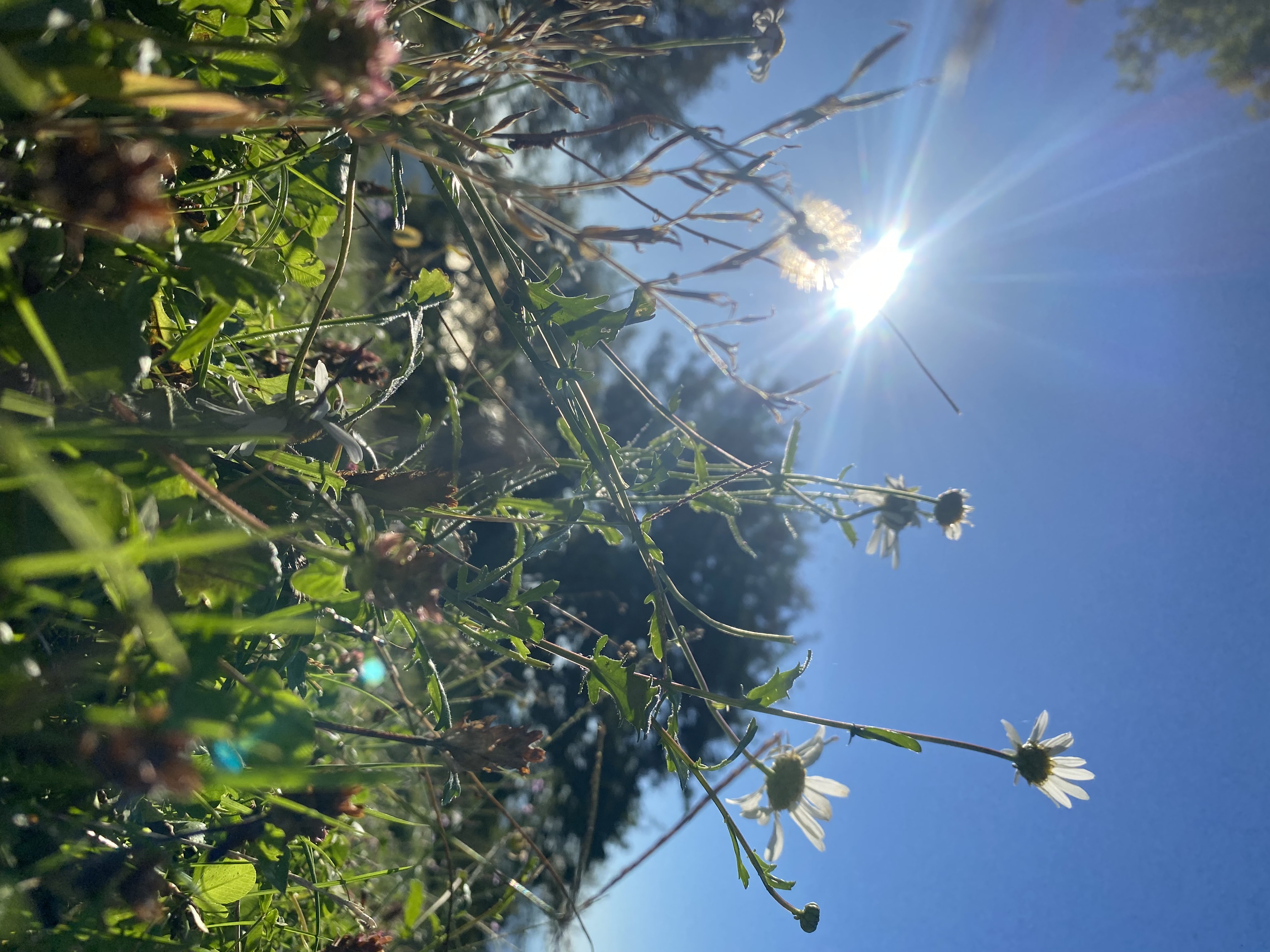 Фото ЭКО-Глэмпинг БУНГАЛО 89