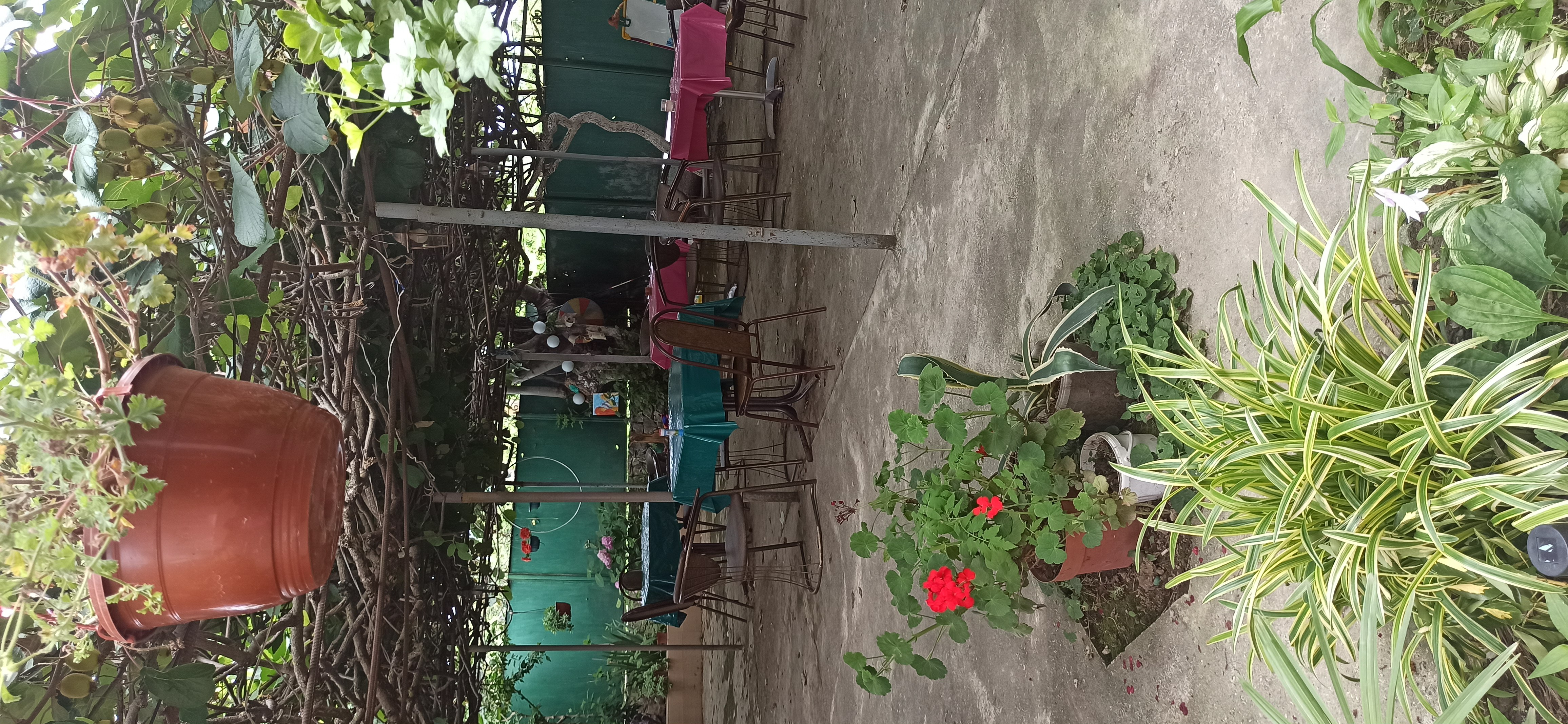 В тени  киви