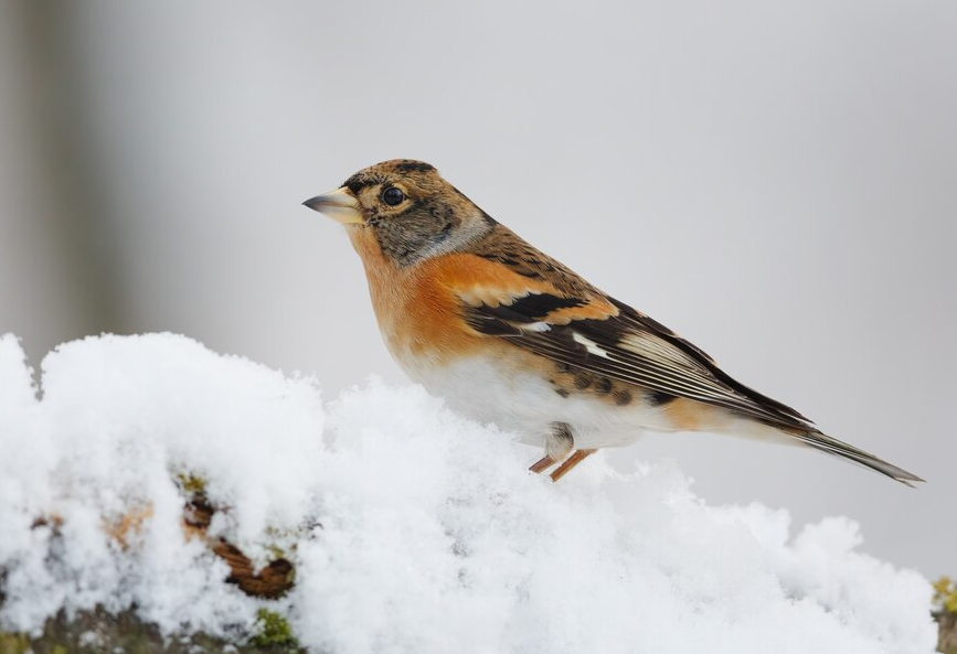 Спасать не нужно, но можно подкормить: жителям Лосино-Петровского рассказали, как помочь птицам пережить суровую зиму