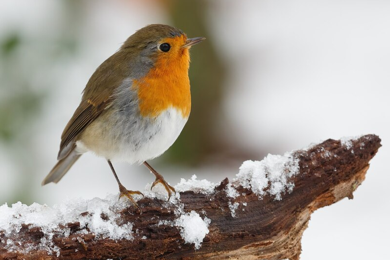 Остаются зимовать: Как жители Красногорска могут помочь птицам пережить холода