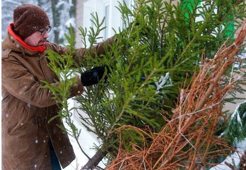 «Подарить ёлке вторую жизнь» можно с 15 января в Одинцове