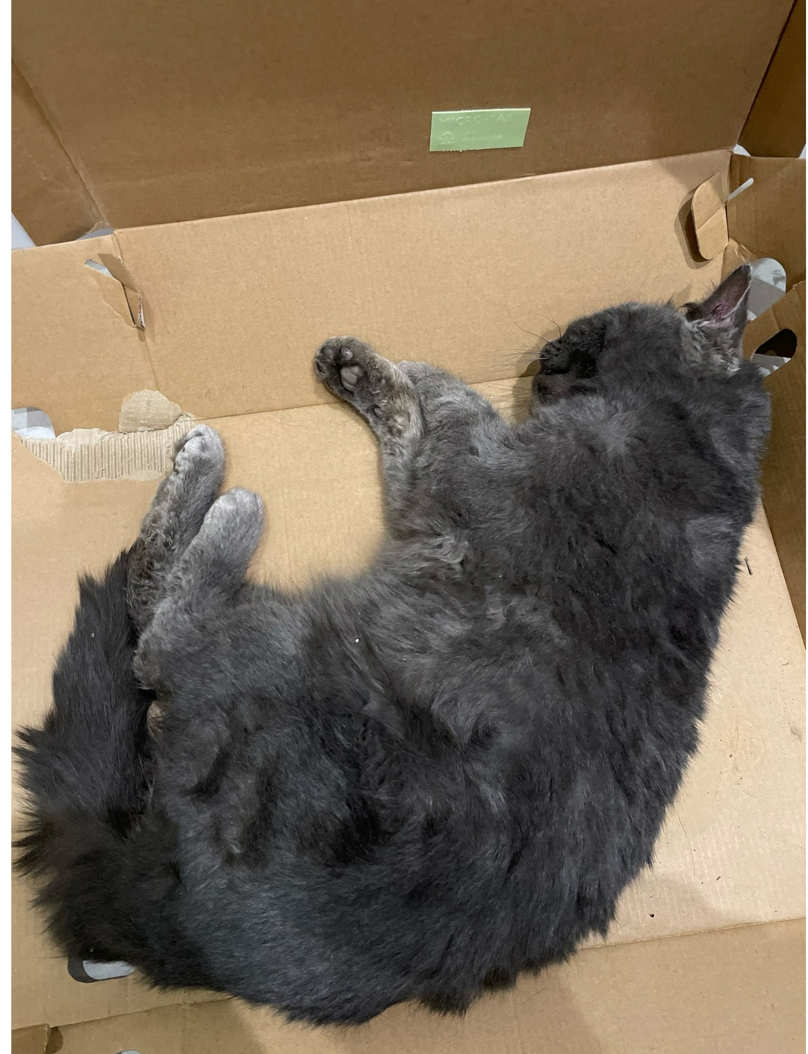 Холода не щадят животных: замерзшего котика спасла жительница Тучково