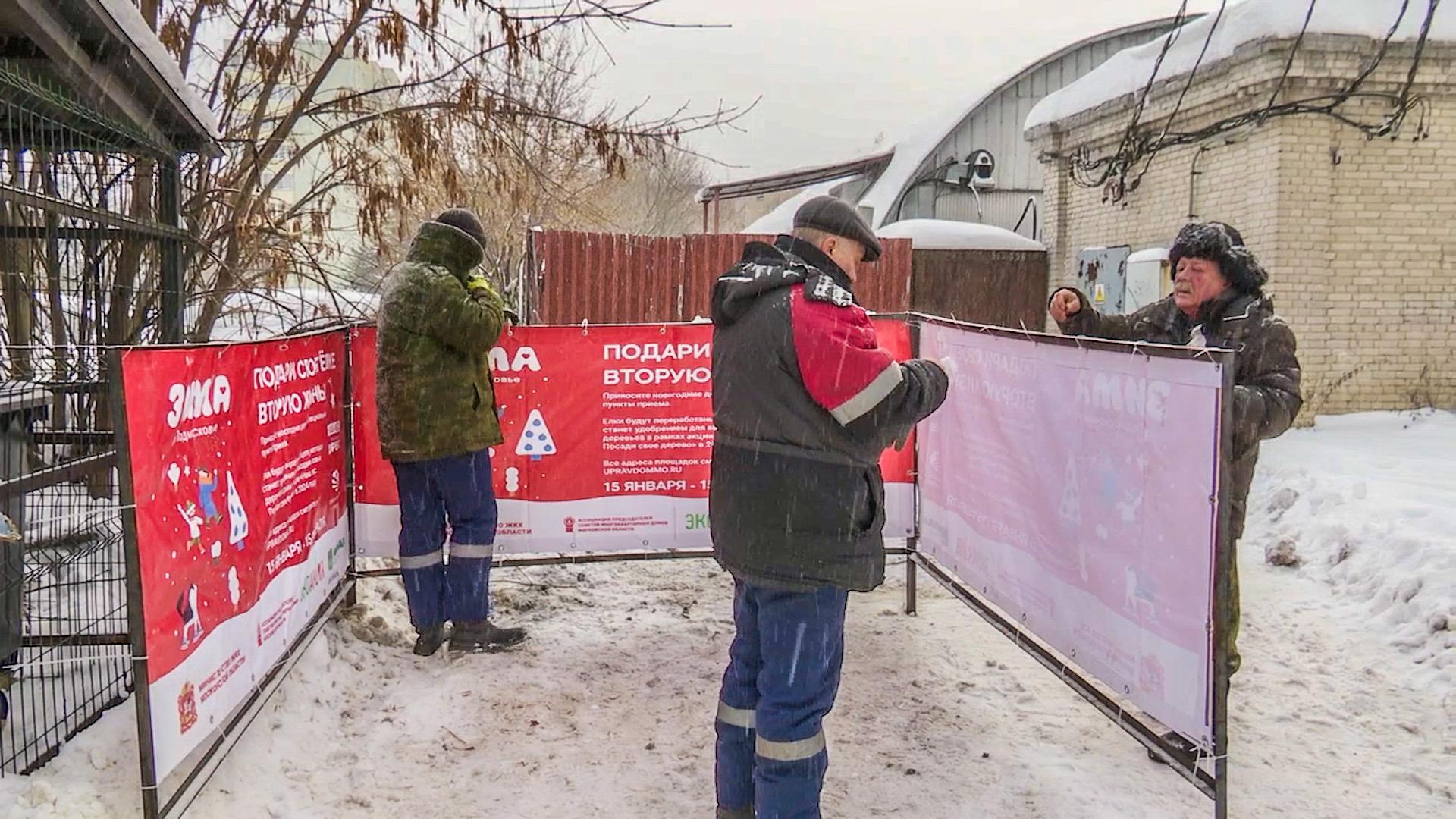 Всегда сдаем деревья в переработку: жители Клина рассказали об участии в акции «Подари своей елке вторую жизнь»