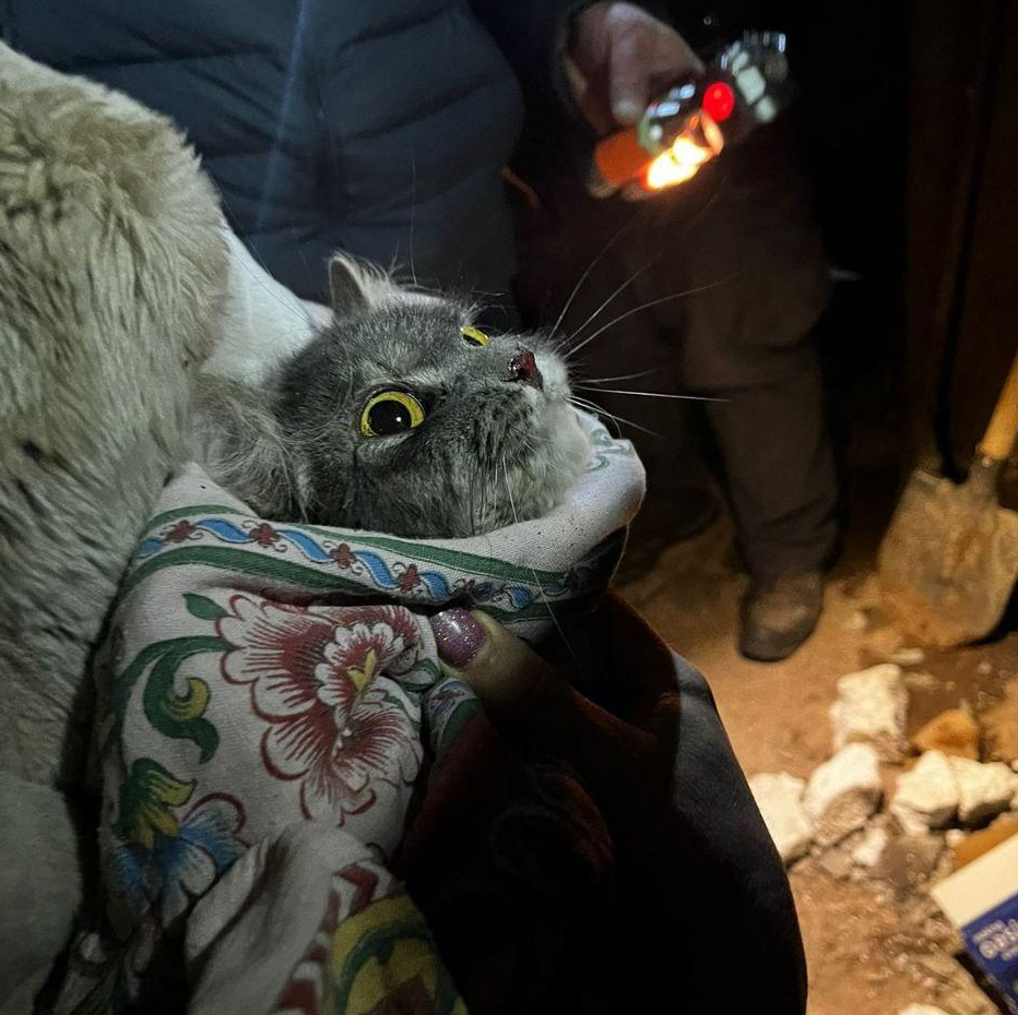 В Фрязине спасатели выручили кошку, провалившуюся в вентиляционную шахту