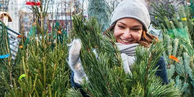 На елочных базарах Подмосковья продали более 16 тысяч хвойных деревьев