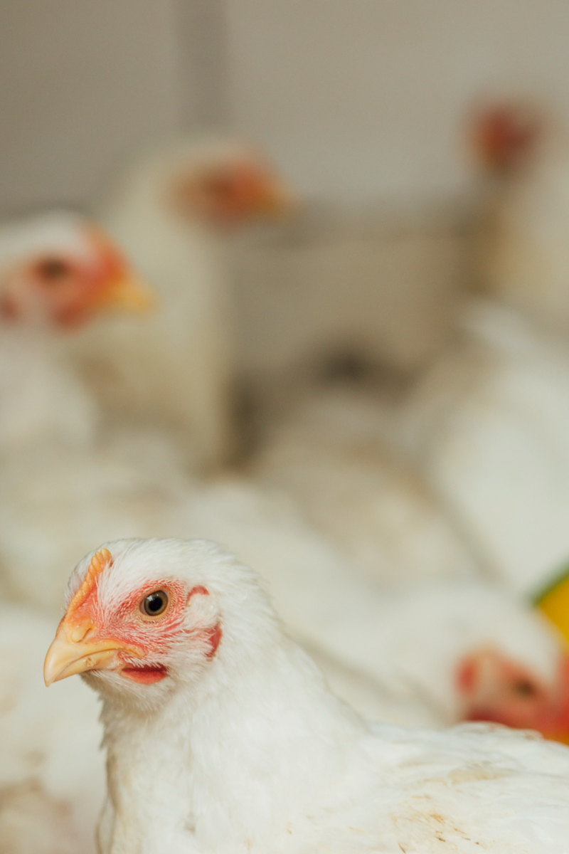 птицы летели над рекой распространить предложение. птицы в полете фото самые красивые. над рекой летели птицы голубь щука. в осенние дни готовились к отлету журавли. птицы летели над рекой распространить предложение.