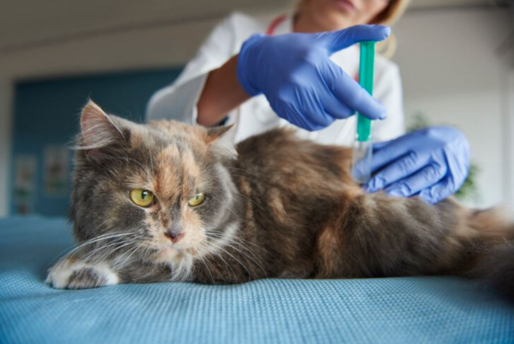 Жители Фрязина могут бесплатно вакцинировать своих животных против бешенства