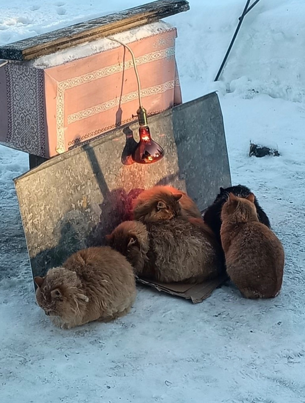 Бездомные котята замерзают в поселке под Истрой