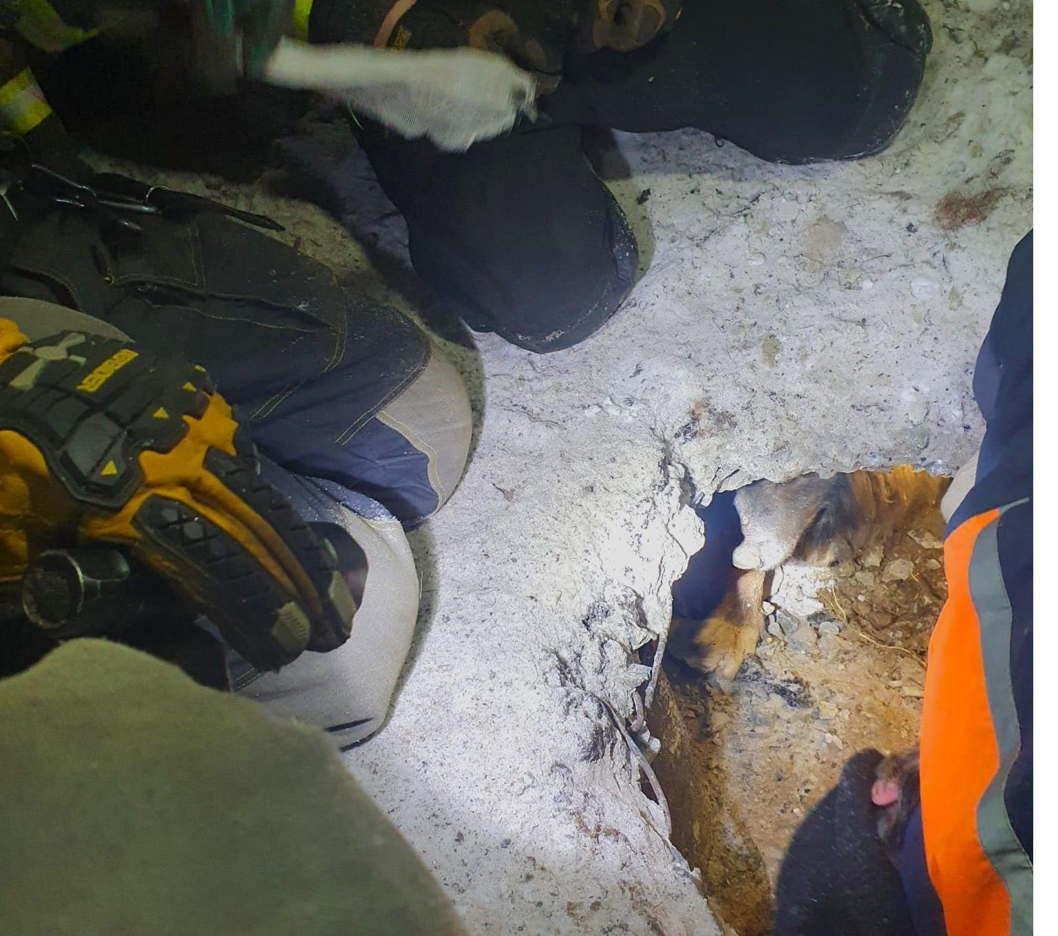 Спасатели освободили собак, застрявших под бетонной плитой в промзоне Лобни