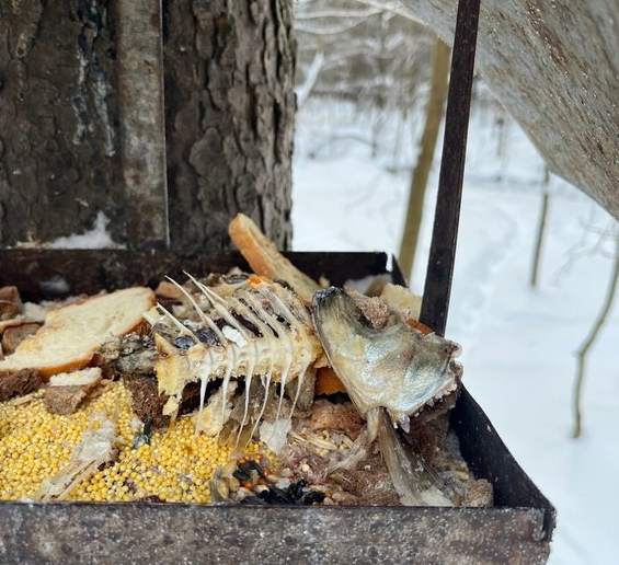 Каша, винегрет, рыбий скелет: свалку из пищевых отходов обнаружили в птичьих кормушках