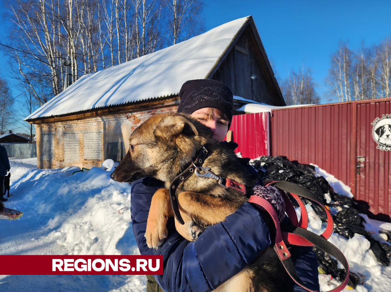 Юные волонтеры Павловского Посада научили бездомных собак доверять людям |  REGIONS.RU / Павловский Посад