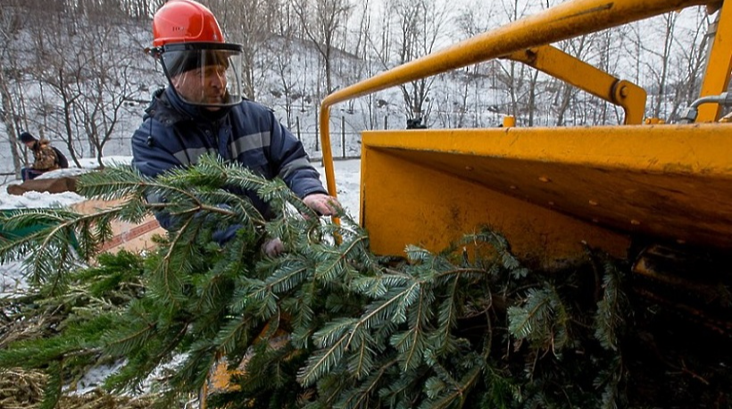 В Жуковском откроют четыре площадки для сбора елок