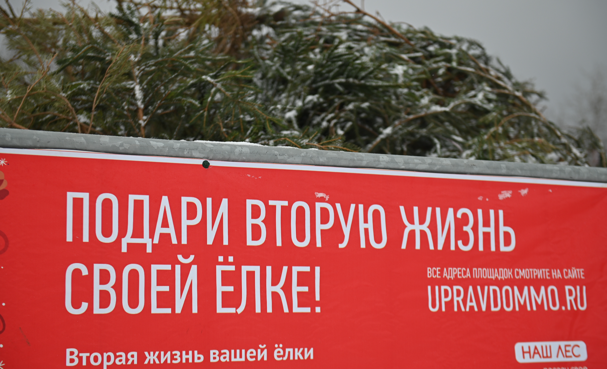 Подарить новогодней елке вторую жизнь можно на специальных площадках в Пушкинском округе
