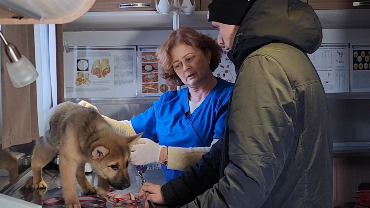 Ветеринар из Климовска дала советы, как ухаживать за питомцами при отключении тепла