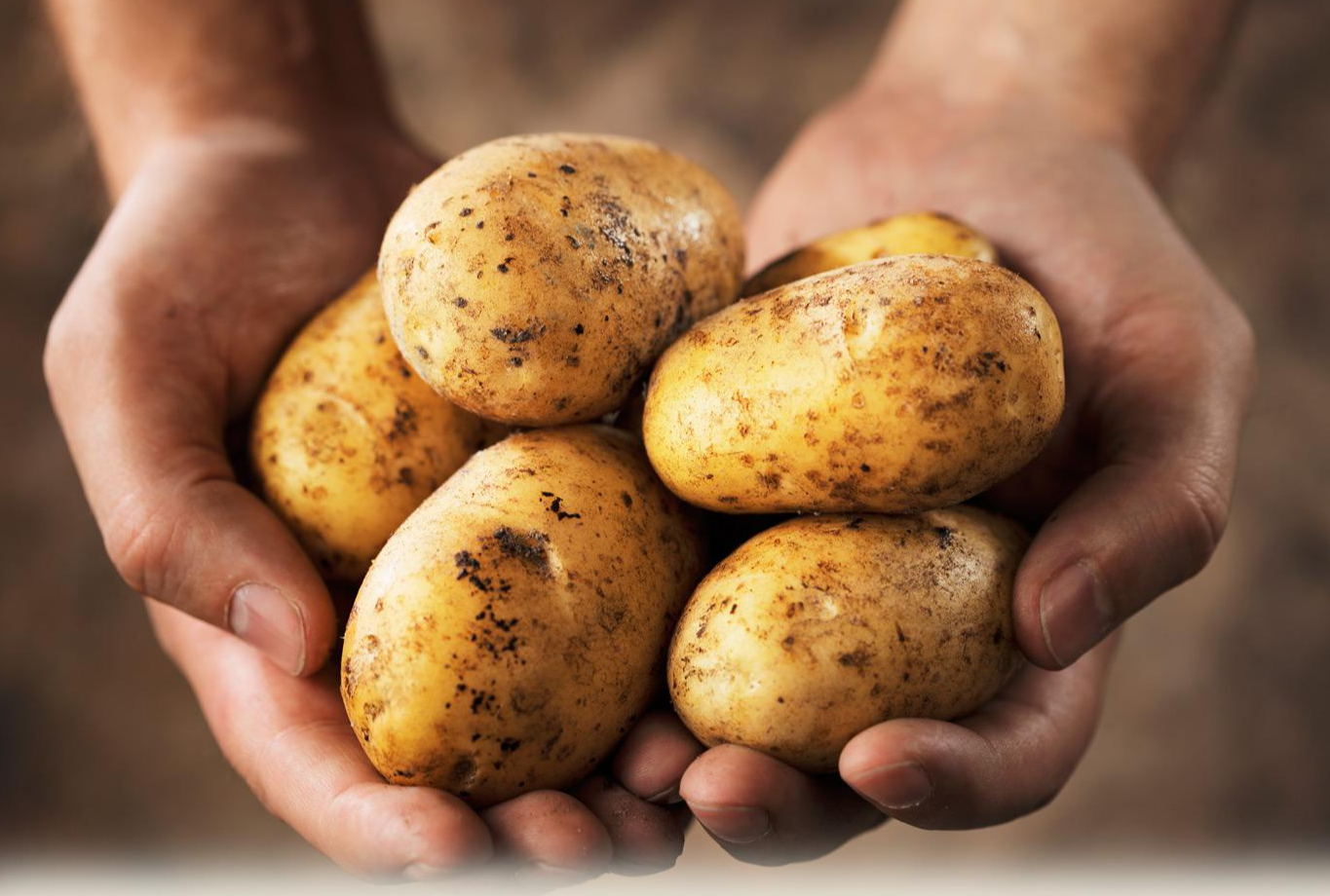 Подмосковье входит в число лидеров по производству семенного картофеля