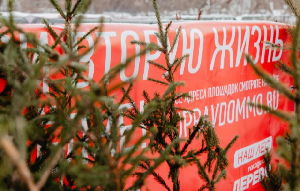 «Подари елке вторую жизнь»: в Ленинском стартовала акция по приему новогодних деревьев на переработку