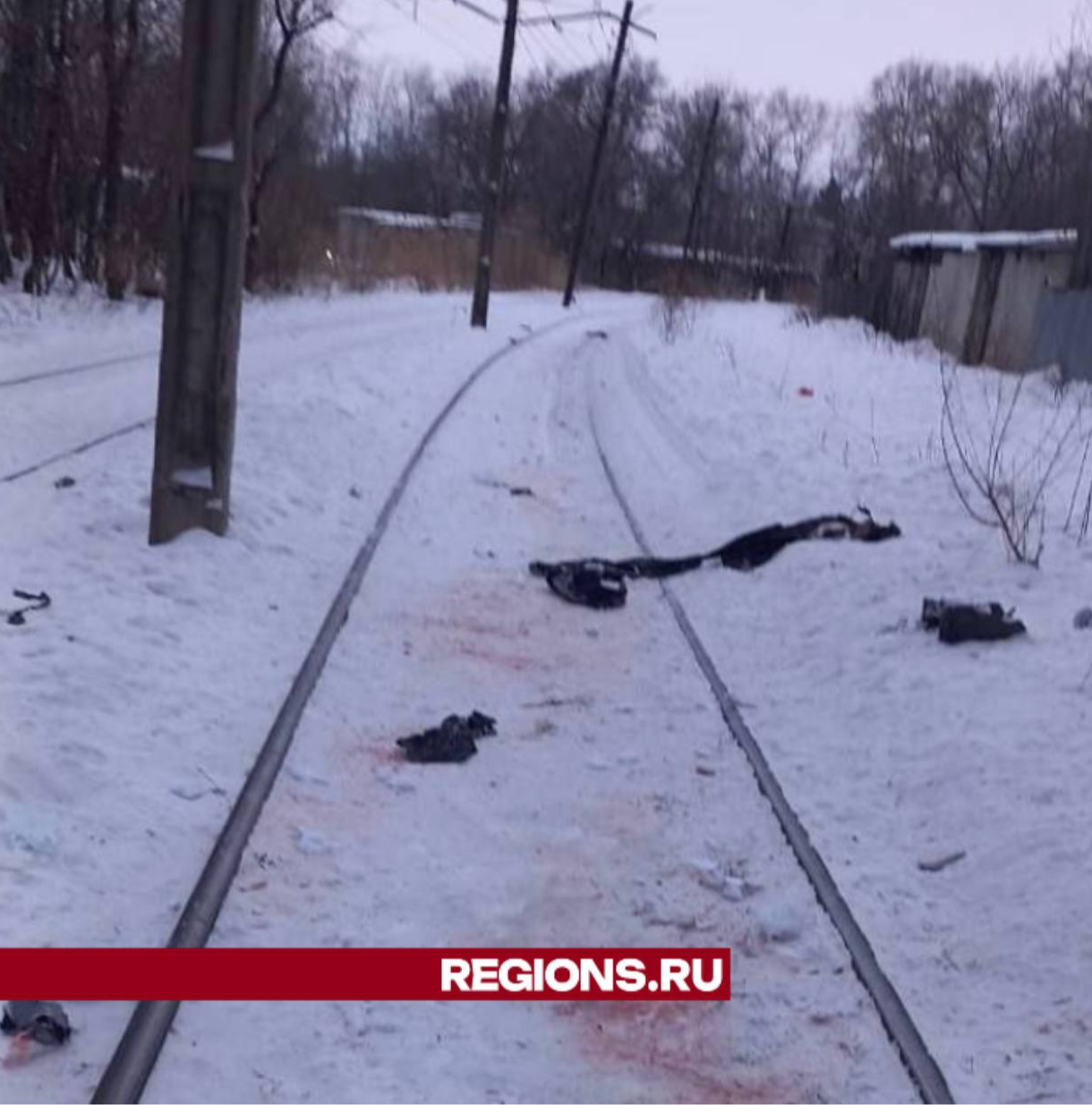 В Хабаровске свора бродячих собак насмерть загрызла бездомного человека