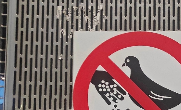 Пассажиры из Краснознаменска неоднозначно отнеслись к запрету кормить птиц на платформах РЖД