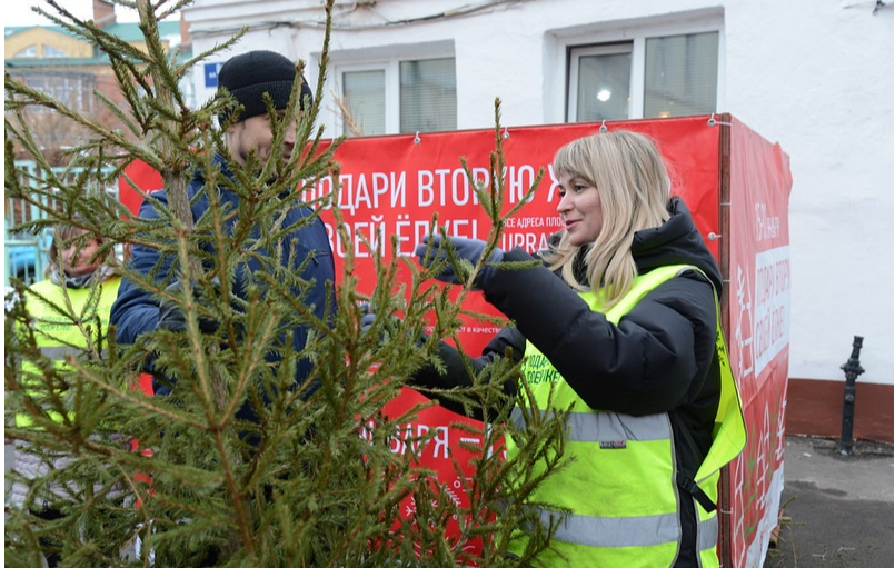 В Одинцовском округе откроют 13 пунктов приема новогодних елок на переработку