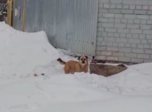 Бездомные собаки дважды нападали на людей в жилом комплексе «Мытищи Парк»